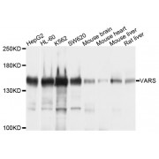 Western blot analysis of extracts of various cell lines, using VARS antibody (abx003092) at 1/1000 dilution.