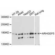 Western blot analysis of extracts of various cell lines, using ARHGEF5 antibody (abx003105) at 1:3000 dilution.