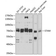 Western blot analysis of extracts of various cell lines, using STAM antibody (abx003106) at 1/1000 dilution.