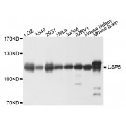 Western blot analysis of extracts of various cell lines, using USP5 antibody (abx003110) at 1/1000 dilution.