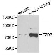 Western blot analysis of extracts of various cell lines, using FZD7 antibody (abx003117) at 1/1000 dilution.