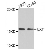 Western blot analysis of extracts of various cell lines, using UXT antibody (abx003121) at 1/1000 dilution.