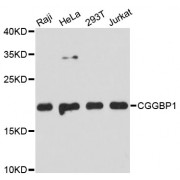 Western blot analysis of extracts of various cell lines, using CGGBP1 antibody (abx003134) at 1:3000 dilution.
