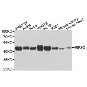 Western blot analysis of extracts of various cell lines, using EIF3G antibody (abx003141) at 1/1000 dilution.