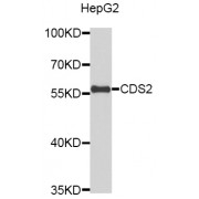 Western blot analysis of extracts of HepG2 cells, using CDS2 antibody (abx003147).