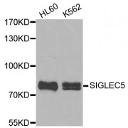 Western blot analysis of extracts of various cell lines, using SIGLEC5 antibody (abx003149).