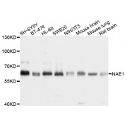 Western blot analysis of extracts of various cell lines, using NAE1 antibody (abx003153) at 1/1000 dilution.