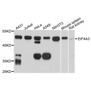 Western blot analysis of extracts of various cell lines, using EIF4A3 antibody (abx003229) at 1/1000 dilution.