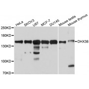 Western blot analysis of extracts of various cell lines, using DHX38 antibody (abx003231) at 1/1000 dilution.