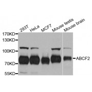 Western blot analysis of extracts of various cell lines, using ABCF2 antibody (abx003252) at 1/1000 dilution.