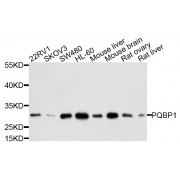 Western blot analysis of extracts of various cell lines, using PQBP1 antibody (abx003256) at 1/1000 dilution.