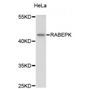 Western blot analysis of extracts of HeLa cells, using RABEPK antibody (abx003273) at 1:3000 dilution.