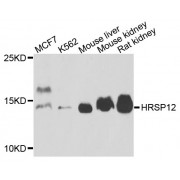 Western blot analysis of extracts of various cell lines, using HRSP12 antibody (abx003274) at 1/1000 dilution.