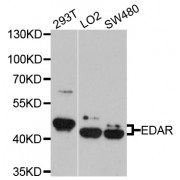 Western blot analysis of extracts of various cell lines, using EDAR antibody (abx003336) at 1/1000 dilution.