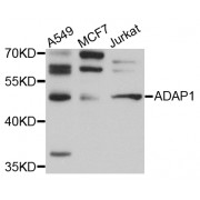 Western blot analysis of extracts of various cell lines, using ADAP1 antibody (abx003351) at 1/1000 dilution.