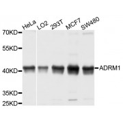 Western blot analysis of extracts of various cell lines, using ADRM1 antibody (abx003352) at 1/1000 dilution.