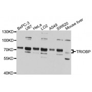 Western blot analysis of extracts of various cell lines, using TRIOBP antibody (abx003356) at 1/1000 dilution.