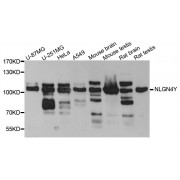 Western blot analysis of extracts of various cell lines, using NLGN4Y antibody (abx003381) at 1/1000 dilution.