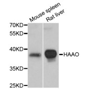 Western blot analysis of extracts of various cell lines, using HAAO antibody (abx003422) at 1:3000 dilution.