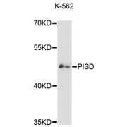 Western blot analysis of extracts of K-562 cells, using PISD antibody (abx003441) at 1:3000 dilution.