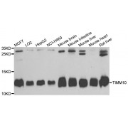 Western blot analysis of extracts of various cell lines, using TIMM10 antibody (abx003479) at 1/1000 dilution.