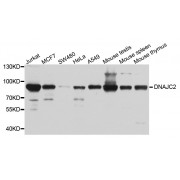 Western blot analysis of extracts of various cell lines, using DNAJC2 antibody (abx003486) at 1/1000 dilution.