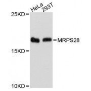 Western blot analysis of extracts of various cell lines, using MRPS28 antibody (abx003513) at 1:3000 dilution.