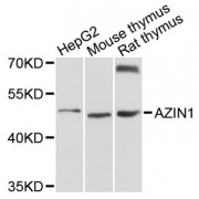 Western blot analysis of extracts of various cell lines, using AZIN1 antibody (abx003585) at 1:3000 dilution.