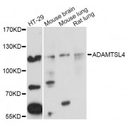 Western blot analysis of extracts of various cell lines, using ADAMTSL4 Antibody (abx003622) at 1/1000 dilution.