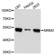 Western blot analysis of extracts of various cell lines, using MRM3 antibody (abx003648) at 1:3000 dilution.