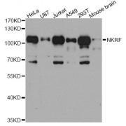 Western blot analysis of extracts of various cell lines, using NKRF antibody (abx003678) at 1/1000 dilution.
