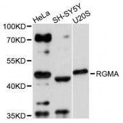 Western blot analysis of extracts of various cell lines, using RGMA antibody (abx003702) at 1:3000 dilution.