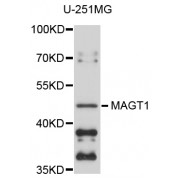 Western blot analysis of extracts of U-251MG cells, using MAGT1 antibody (abx003849) at 1/1000 dilution.