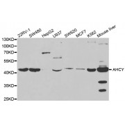 Western blot analysis of extracts of various cell lines, using AHCY antibody (abx004050) at 1/1000 dilution.