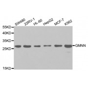 Western blot analysis of extracts of various cell lines, using GMNN antibody (abx004065) at 1/1000 dilution.