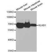 Western blot analysis of extracts of various cell lines, using KLKB1 antibody (abx004066) at 1/1000 dilution.
