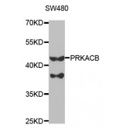 Western blot analysis of extracts of SW480 cells, using PRKACB antibody (abx004070) at 1/1000 dilution.