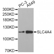 Western blot analysis of extracts of various cell lines, using SLC4A4 Antibody (abx004076) at 1/1000 dilution.