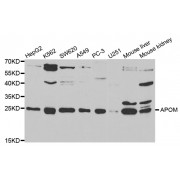 Western blot analysis of extracts of various cell lines, using APOM antibody (abx004079) at 1/1000 dilution.