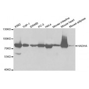 Western blot analysis of extracts of various cell lines, using HADHA antibody (abx004088) at 1/1000 dilution.