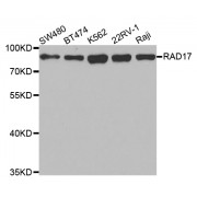 Western blot analysis of extracts of various cell lines, using RAD17 antibody (abx004100) at 1/1000 dilution.