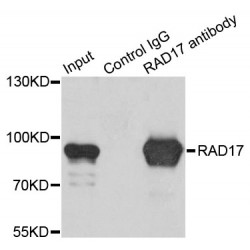 RAD17 Checkpoint Clamp Loader Component (RAD17) Antibody