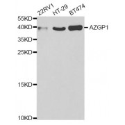 Western blot analysis of extracts of various cell lines, using AZGP1 antibody (abx004106) at 1/1000 dilution.