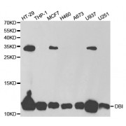 Western blot analysis of extracts of various cell lines, using DBI antibody (abx004111) at 1/1000 dilution.