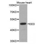 Western blot analysis of extracts of mouse heart, using EED antibody (abx004112) at 1/1000 dilution.