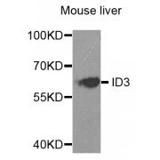 Western blot analysis of extracts of mouse liver, using ID3 antibody (abx004116) at 1/1000 dilution.