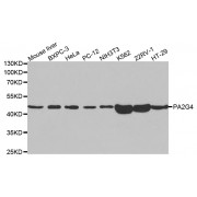 Western blot analysis of extracts of various cell lines, using PA2G4 antibody (abx004117) at 1/1000 dilution.