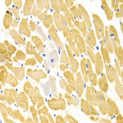 Proliferation Associated Protein 2G4 (PA2G4) Antibody