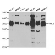 Western blot analysis of extracts of various cell lines, using PVRL2 antibody (abx004119) at 1/1000 dilution.
