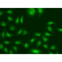 Centrin-2 (CETN2) Antibody